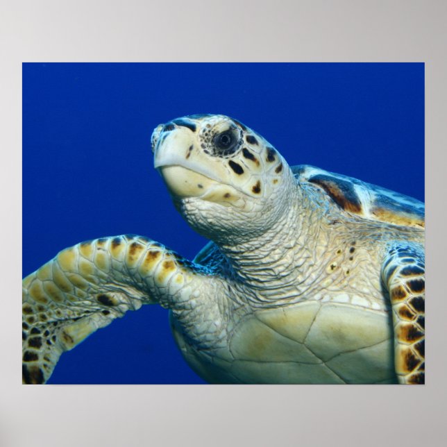 Havssköldpaddsaffisch Poster (Framsidan)