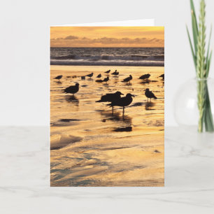 Havsskrov vid stranden vid sunset kort
