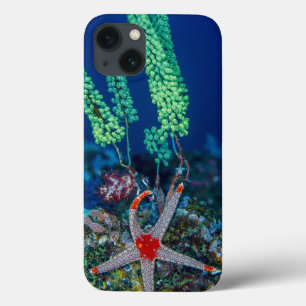 Havsstjärna och Tunicate