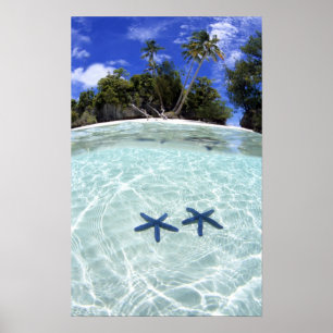 Havsstjärnor, Sten, Palau 2 Poster