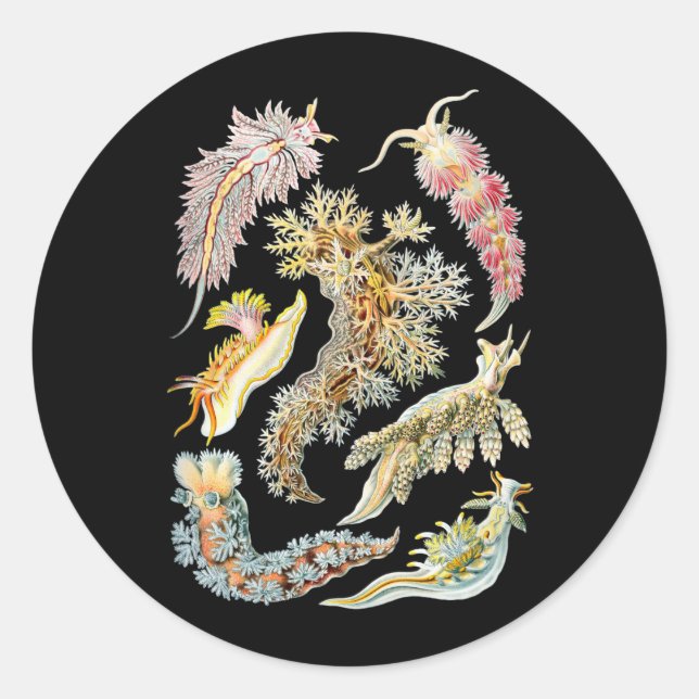 Havssulor Runt Klistermärke (Framsida)