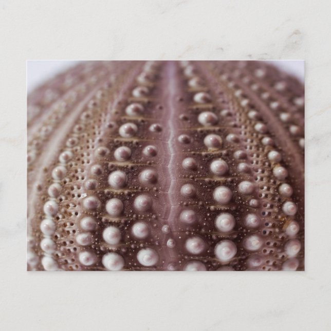 havsurchin vykort (Framsida)