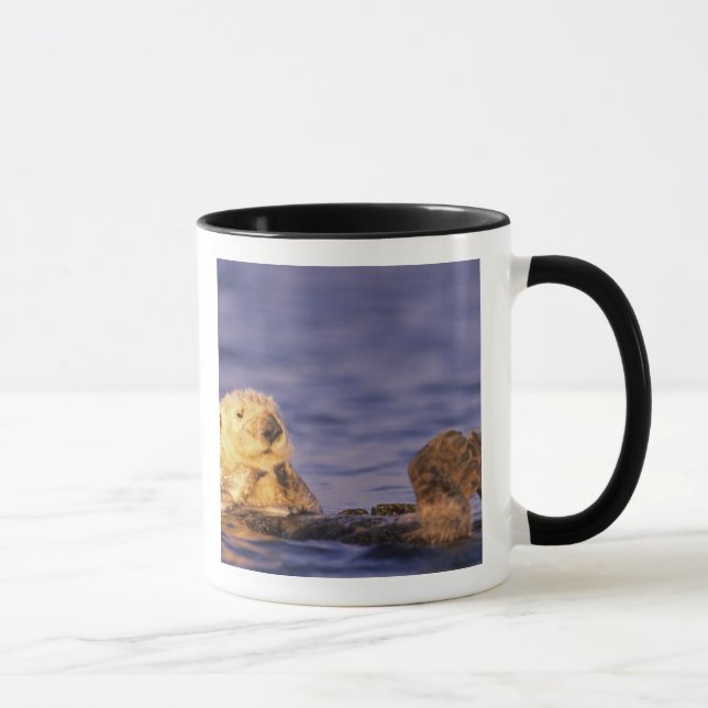 Havsutter, Enhydra lutris 4 Mugg (Höger)