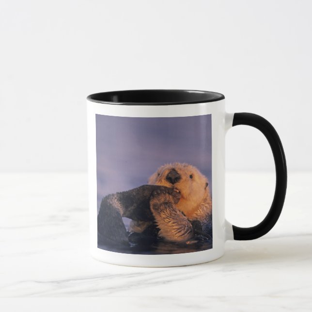 Havsutter, Enhydra lutris Mugg (Höger)