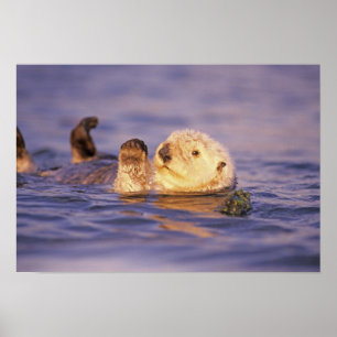 Havsutter, Enhydra lutris Poster