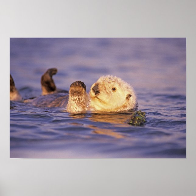 Havsutter, Enhydra lutris Poster (Framsidan)