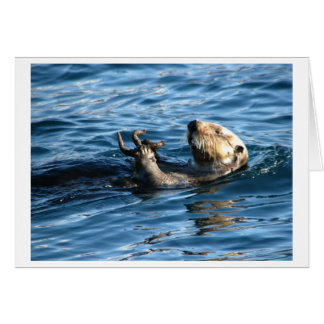 Havsutter Hälsningskort