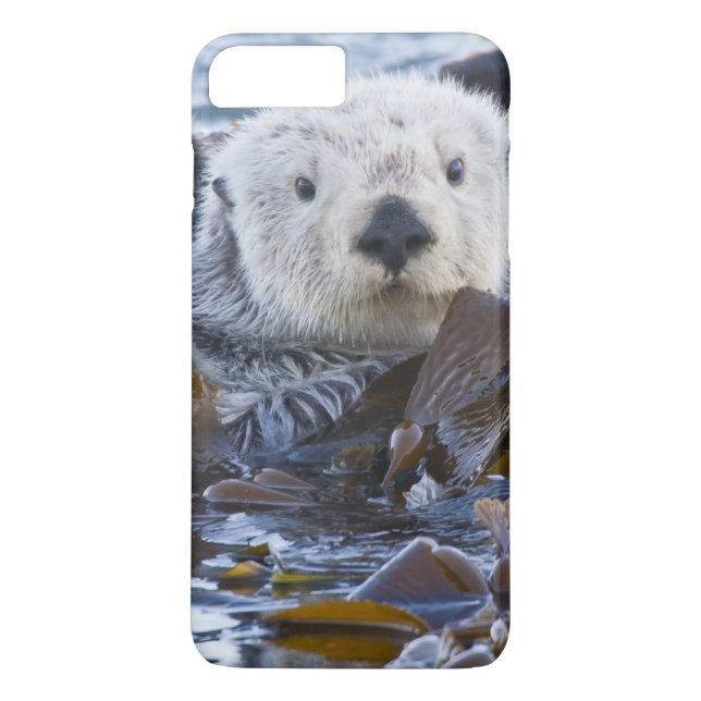 Havsutter insvept i kelp Case-Mate iPhone skal (Baksida)