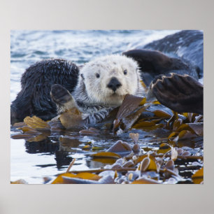 Havsutter insvept i kelp poster