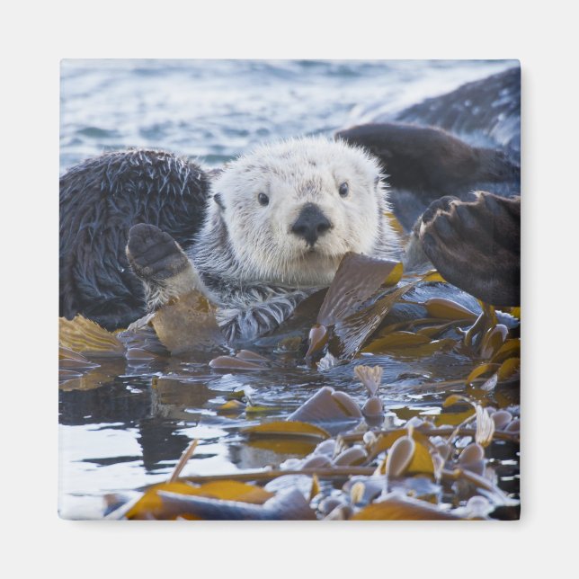 Havsutter som slås in i kelp magnet (Framsidan)