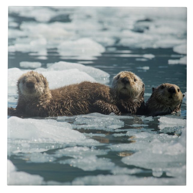 Havsutterfamilj Kakelplatta (Framsidan)