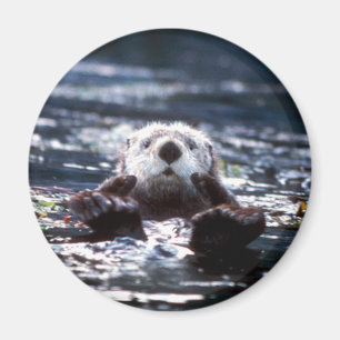 Havsuttersimning Magnet