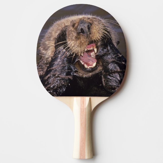Havsuttrar, Enhydra lutris 6 Pingisracket (Framsidan)