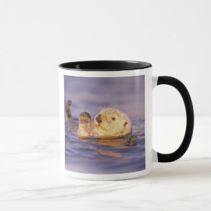 Havsuttrar, Enhydra lutris Mugg