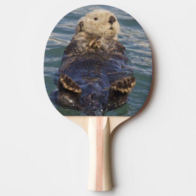 Havsuttrar leker på isberg vid Surprise Inlet Pingisracket (Framsidan)