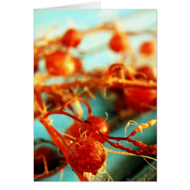 Havsväxter Hälsningskort (Framsidan)