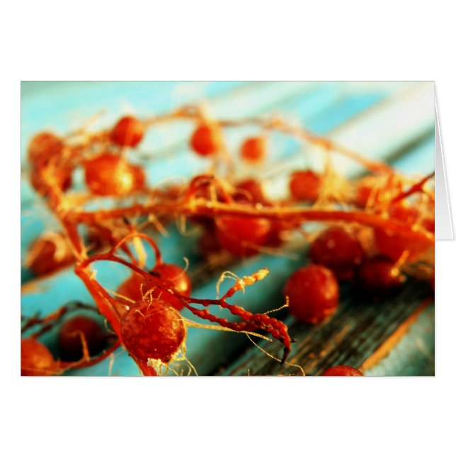 Havsväxter Hälsningskort (Framsidan Horizontal)