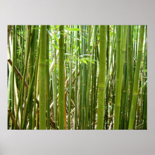 Hawaiansk bambu poster