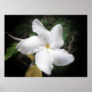 Hawaiansk blomma 2 poster