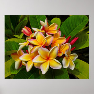 Hawaiansk Frangipani Poster