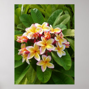 Hawaiansk Frangipani Poster