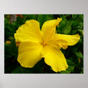 Hawaiansk hibiskus poster