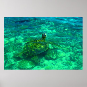 Hawaiansk Honu havssköldpadda (36" x 24") Poster