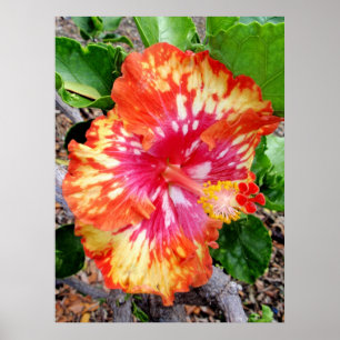 Hawaiansk hybrid- hibiskus poster