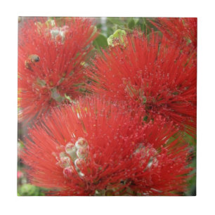 Hawaiansk infödd Ohia Lehua blommadesign Kakelplatta