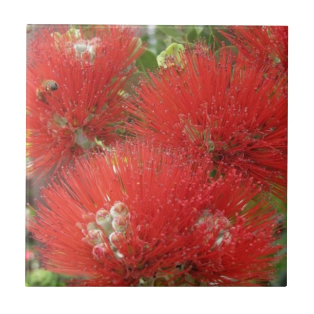 Hawaiansk infödd Ohia Lehua blommadesign Kakelplatta (Framsidan)