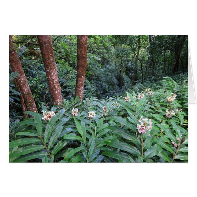 Hawaiansk ingefära hälsningskort (Framsidan Horizontal)