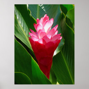 Hawaiansk ingefära poster