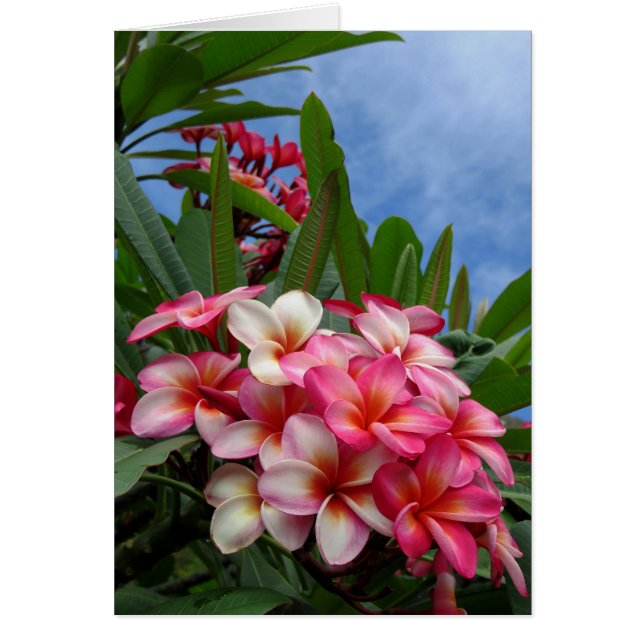 Hawaiansk Plumeria Hälsningskort (Framsidan)
