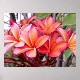 Hawaiansk Plumeria Poster