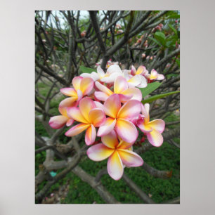 Hawaiansk Plumeria Poster