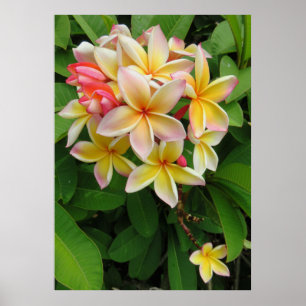 Hawaiansk Plumeria Poster