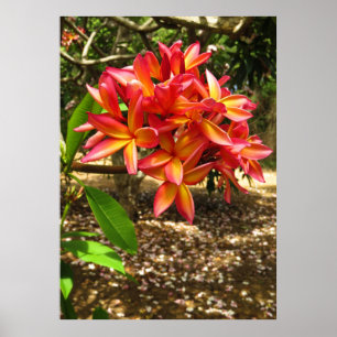 Hawaiansk Plumeria Poster