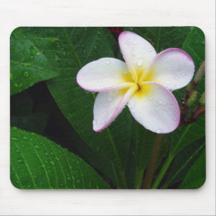 Hawaiansk Plumeriablomma Mousepad för gult & för Musmatta