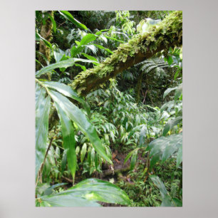 Hawaiansk regnskog poster