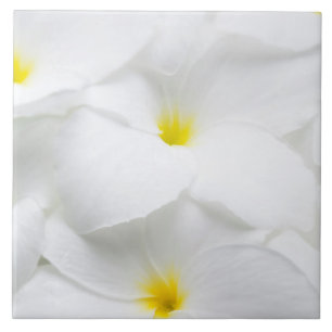 Hawaiansk tropisk blomma för vitPlumeriaFrangipan Kakelplatta