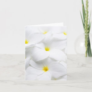 Hawaiansk tropisk blomma för vitPlumeriaFrangipani Kort