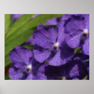 Hawaiansk tropisk Orchidaffisch Poster