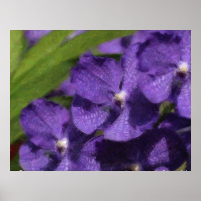 Hawaiansk tropisk Orchidaffisch Poster (Framsidan)