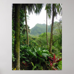 Hawaiansk tropisk regnskog poster