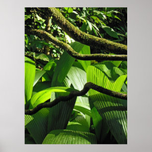 Hawaiansk tropisk regnskog poster
