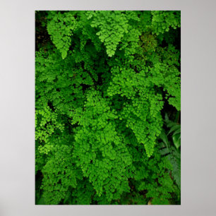 Hawaianska Ferns Poster
