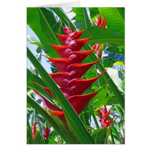 Hawaianska Heliconia Hälsningskort