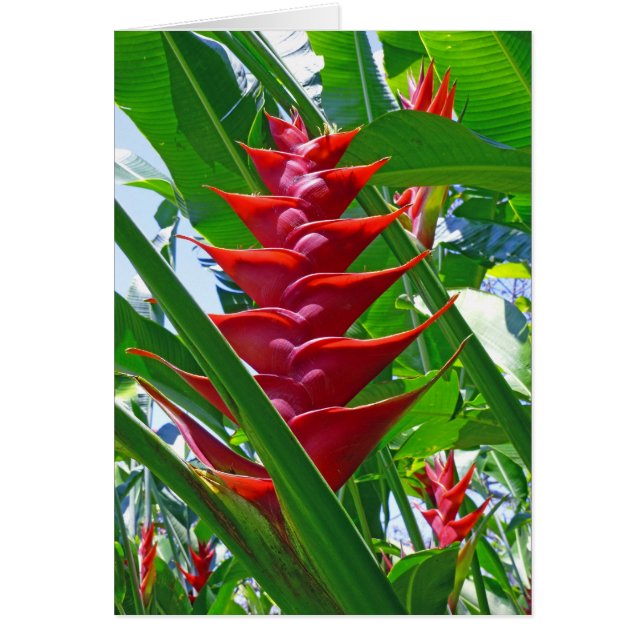 Hawaianska Heliconia Hälsningskort (Framsidan)