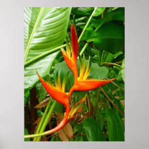Hawaianska Heliconia Poster