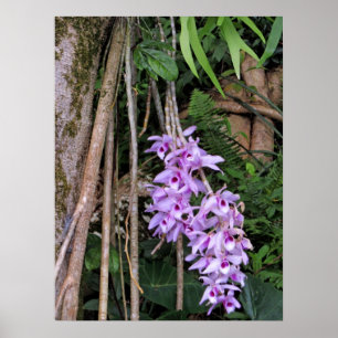 Hawaianska Honohono Orchids Poster